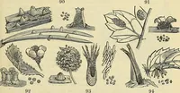 Picture 73 of 109 from The gardener's magazine and register of rural & domestic improvement (1826), leaf 337