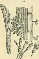 Picture 74 of 109 from The gardener's magazine and register of rural & domestic improvement (1826), leaf 338