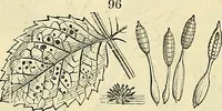 Picture 75 of 109 from The gardener's magazine and register of rural & domestic improvement (1826), leaf 338