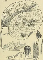 Picture 76 of 109 from The gardener's magazine and register of rural & domestic improvement (1826), leaf 339