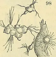 Picture 77 of 109 from The gardener's magazine and register of rural & domestic improvement (1826), leaf 340