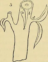 Picture 2 of 109 from The gardener's magazine and register of rural & domestic improvement (1826), leaf 51