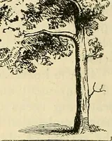An illustration from The gardener's magazine and register of rural & domestic improvement (1826)