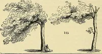 An illustration from The gardener's magazine and register of rural & domestic improvement (1826)