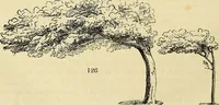 Picture 106 of 109 from The gardener's magazine and register of rural & domestic improvement (1826), leaf 558