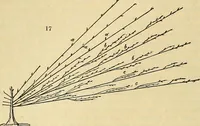 Picture 11 of 109 from The gardener's magazine and register of rural & domestic improvement (1826), leaf 84