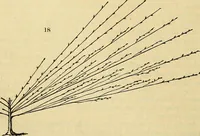 Picture 12 of 109 from The gardener's magazine and register of rural & domestic improvement (1826), leaf 84