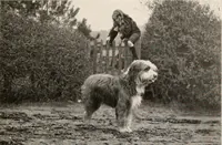 Picture 11 of 25 from The garden of experience (1922), leaf 163