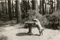 Picture 12 of 25 from The garden of experience (1922), leaf 163