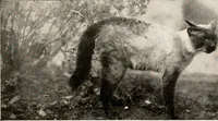 An illustration from The garden of experience (1922)