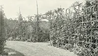 Picture 380 of 434 from Gardens, old and new; the country house & its garden environment (1900), leaf 293