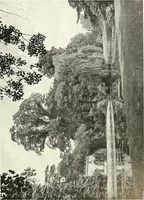 An illustration from Gardens, old and new; the country house & its garden environment (1900)
