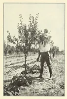 Picture 8 of 14 from Gardens and their meaning (1911), leaf 125