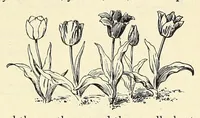 Picture 12 of 14 from Gardens and their meaning (1911), leaf 207