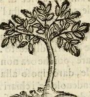 An illustration from Gareggiamento d'Amore e d'Imeneo, rappresentato in Elicona per le nozze delli ser.mi di Piacenza e Parma Odoardo Farnese e Margarita Medici : epitalamio (1628)