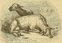 An illustration from Gazette des beaux-arts (1859)