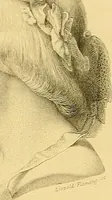An illustration from Gazette des beaux-arts (1859)