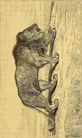 An illustration from Gazette des beaux-arts (1859)