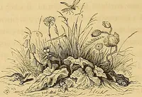 Picture 15 of 66 from Gazette des beaux-arts (1859), leaf 101
