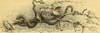 An illustration from Gazette des beaux-arts (1859)