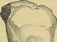 An illustration from Gazette des beaux-arts (1859)