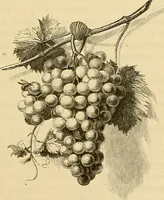 Picture 76 of 99 from Gazette des beaux-arts (1859), leaf 440