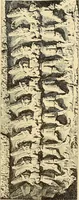 An illustration from Gazette des beaux-arts (1859)