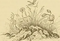 Picture 76 of 138 from Gazette des beaux-arts (1859), leaf 306