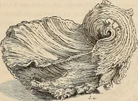 An illustration from Gazette des beaux-arts (1859)