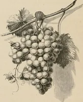 Picture 43 of 127 from Gazette des beaux-arts (1859), leaf 224