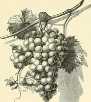Picture 200 of 235 from Gazette des beaux-arts (1859), leaf 562