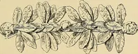 Picture 194 of 268 from Gazette des beaux-arts (1859), leaf 448