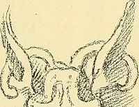 An illustration from Gazette des beaux-arts (1859)