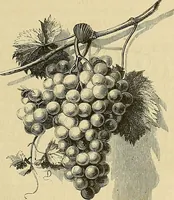 Picture 25 of 207 from Gazette des beaux-arts (1859), leaf 61