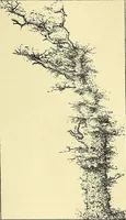 Picture 170 of 234 from Gazette des beaux-arts (1859), leaf 463
