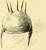 Picture 245 of 255 from Gazette des beaux-arts (1859), leaf 556