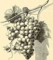 Picture 9 of 482 from Gazette des beaux-arts (1859), leaf 38
