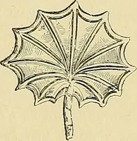 An illustration from Gazette des beaux-arts (1859)