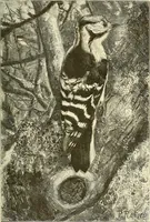 An illustration from Gazette des beaux-arts (1859)
