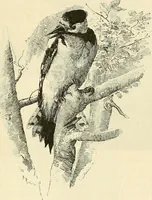 An illustration from Gazette des beaux-arts (1859)