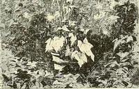 An illustration from Gazette des beaux-arts (1859)