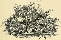 Picture 230 of 250 from Gazette des beaux-arts (1859), leaf 563