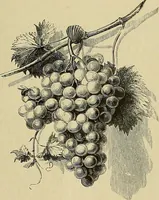 Picture 73 of 192 from Gazette des beaux-arts (1859), leaf 195