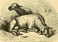 An illustration from Gazette des beaux-arts (1859)
