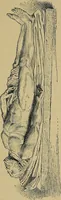 An illustration from Gazette des beaux-arts (1859)