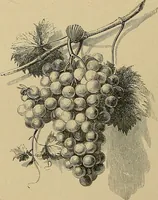 Picture 13 of 213 from Gazette des beaux-arts (1859), leaf 41