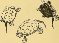 Picture 61 of 209 from Gazette des beaux-arts (1859), leaf 190