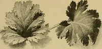 An illustration from Gazette des beaux-arts (1859)