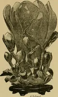 Picture 183 of 215 from Gazette des beaux-arts (1859), leaf 464
