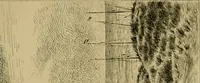 Picture 106 of 208 from Gazette des beaux-arts (1859), leaf 302
